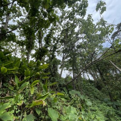 貸　ちびっ子ジャングル公園の画像