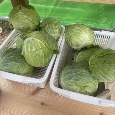 貸　野菜市場の画像